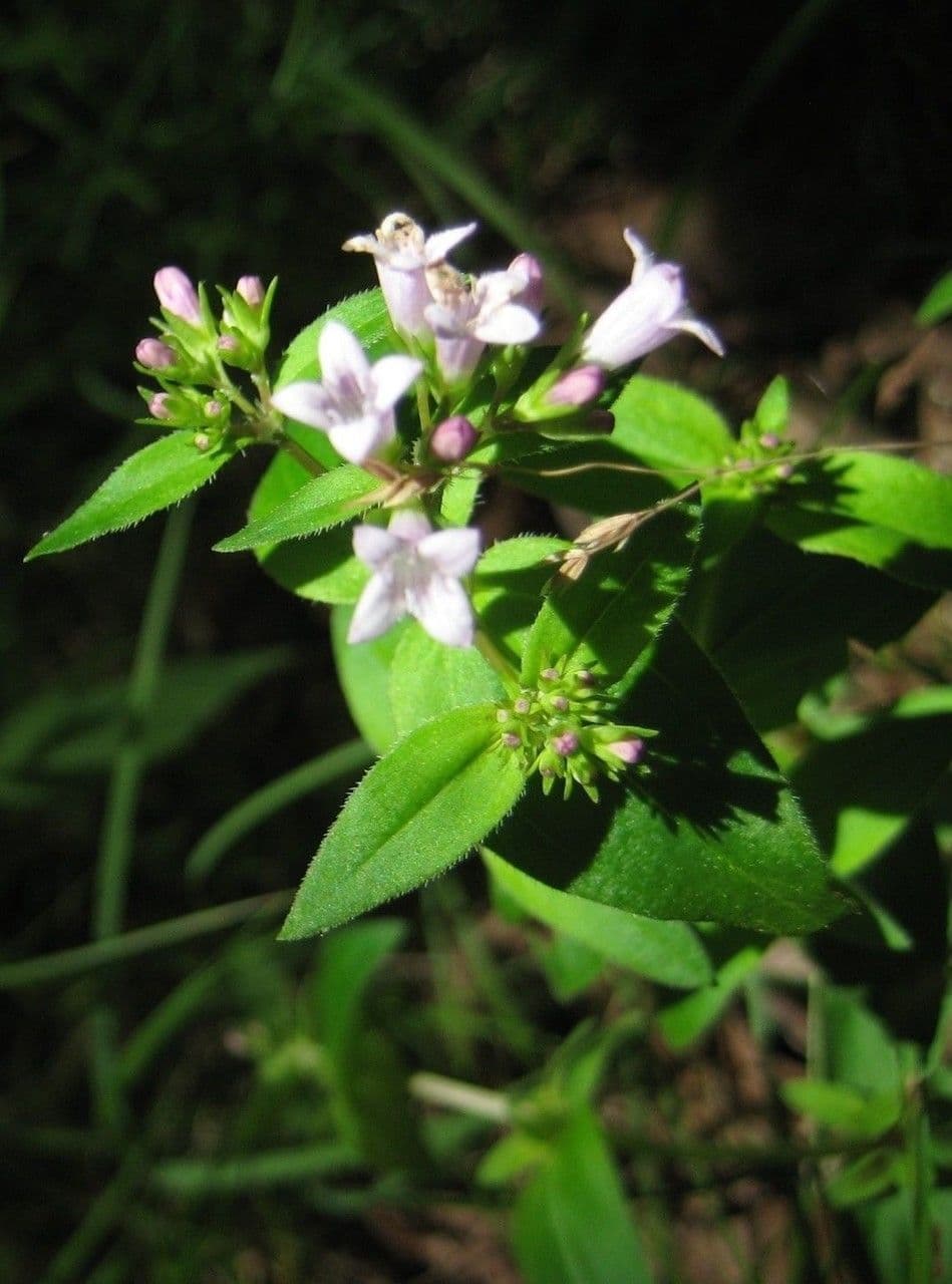 Houstonia purpurea 6