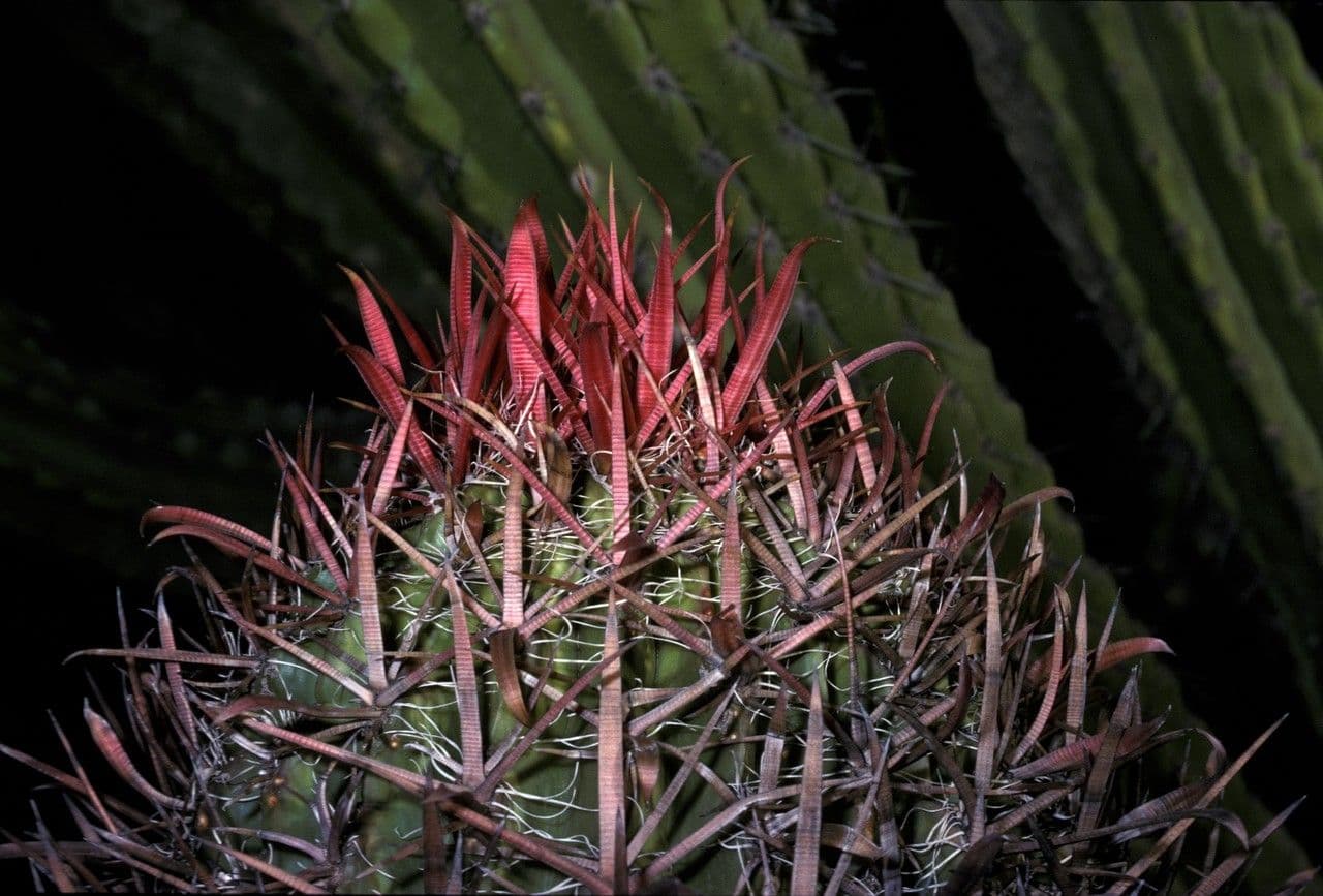 Feroctus 6