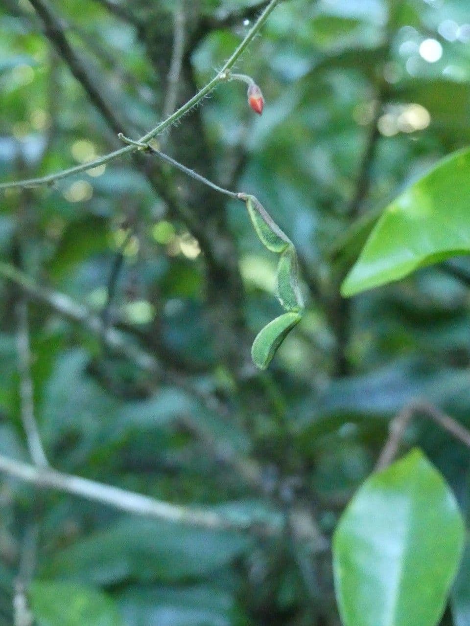 Hylodesmum 2