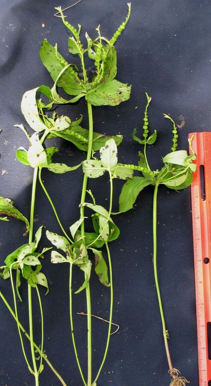 Spigelia 23