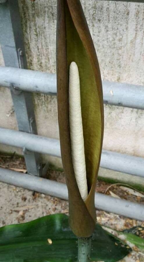 Anchomanes difformis 7