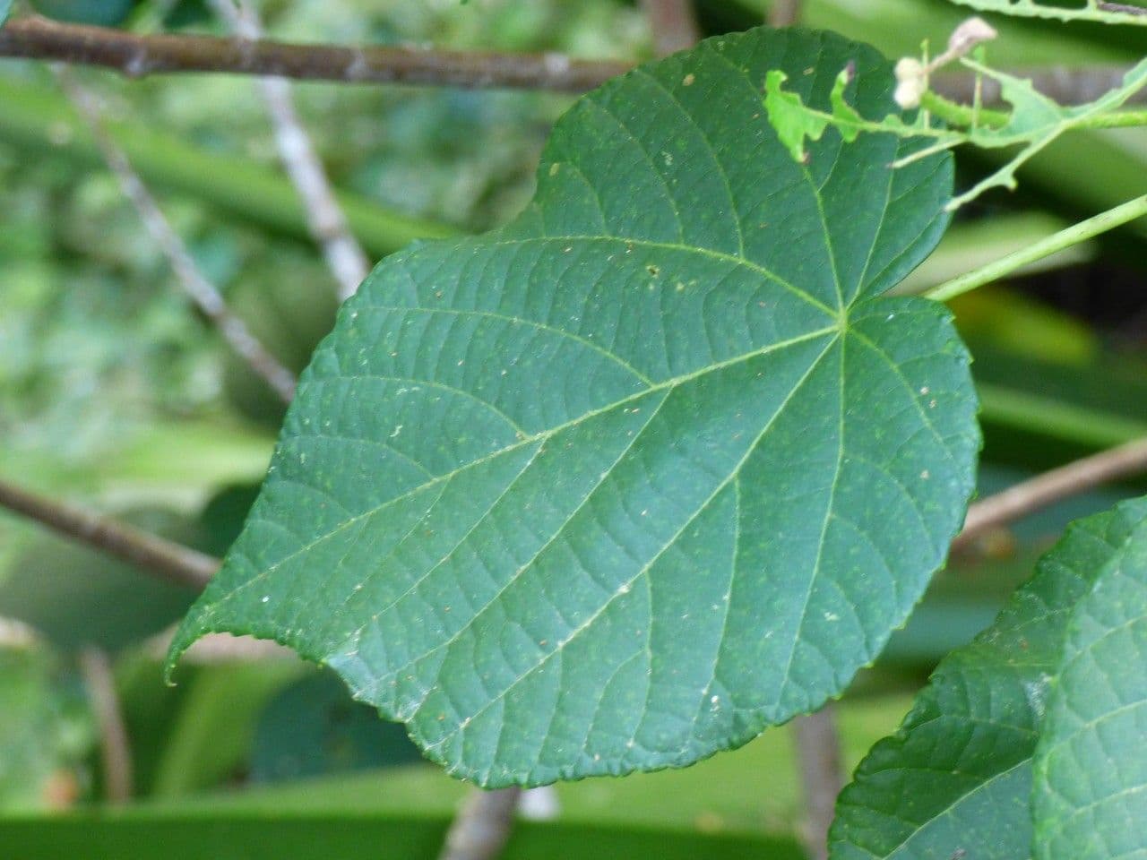 Dombeya 20