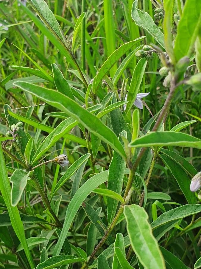 Solanum 11