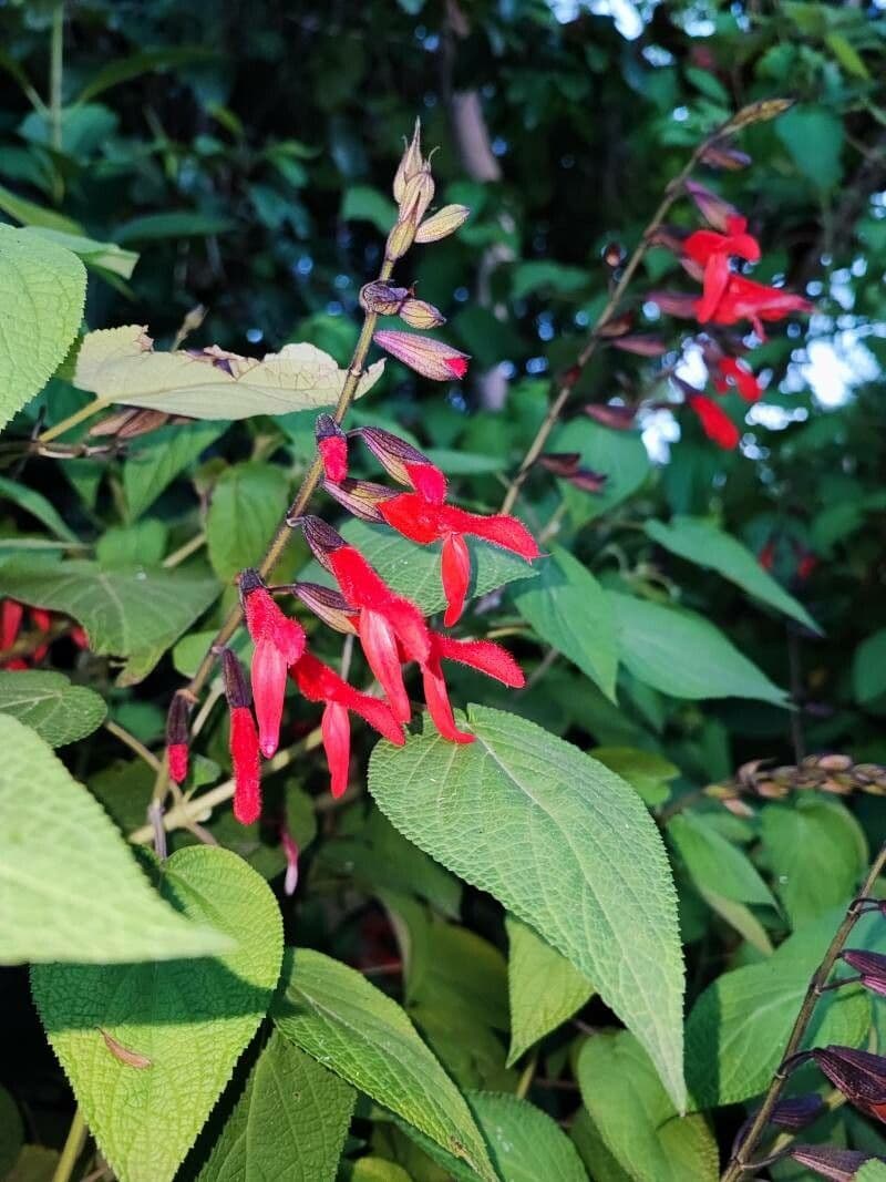 Salvia 3