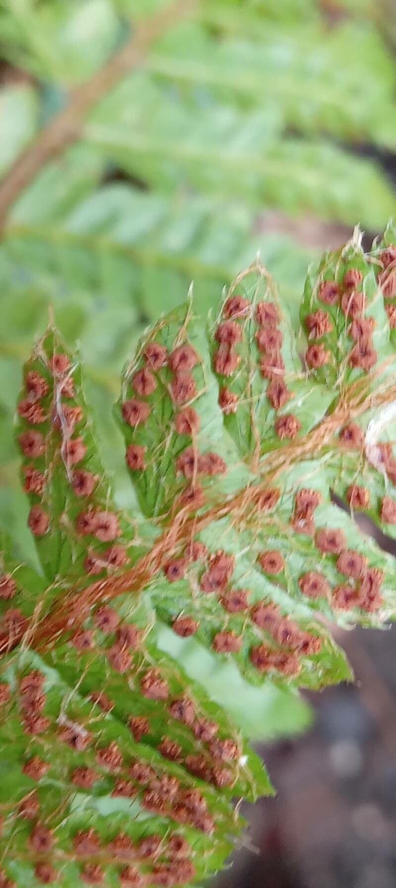 Polystichum polyblepharum 4