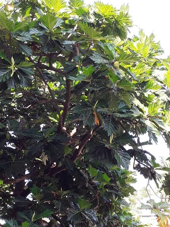 Albero del pane 15