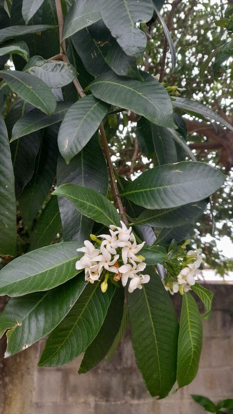 Tabernaemontana catharinensis 14