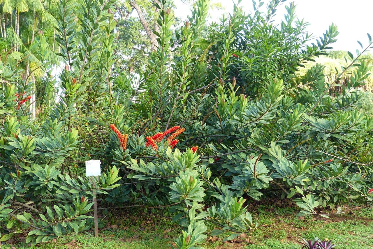 Guayanischer Norantea 8