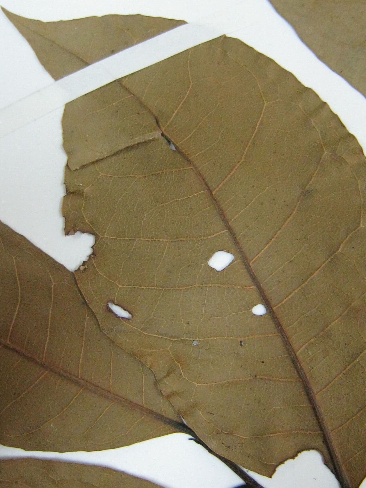 Corythophora 9