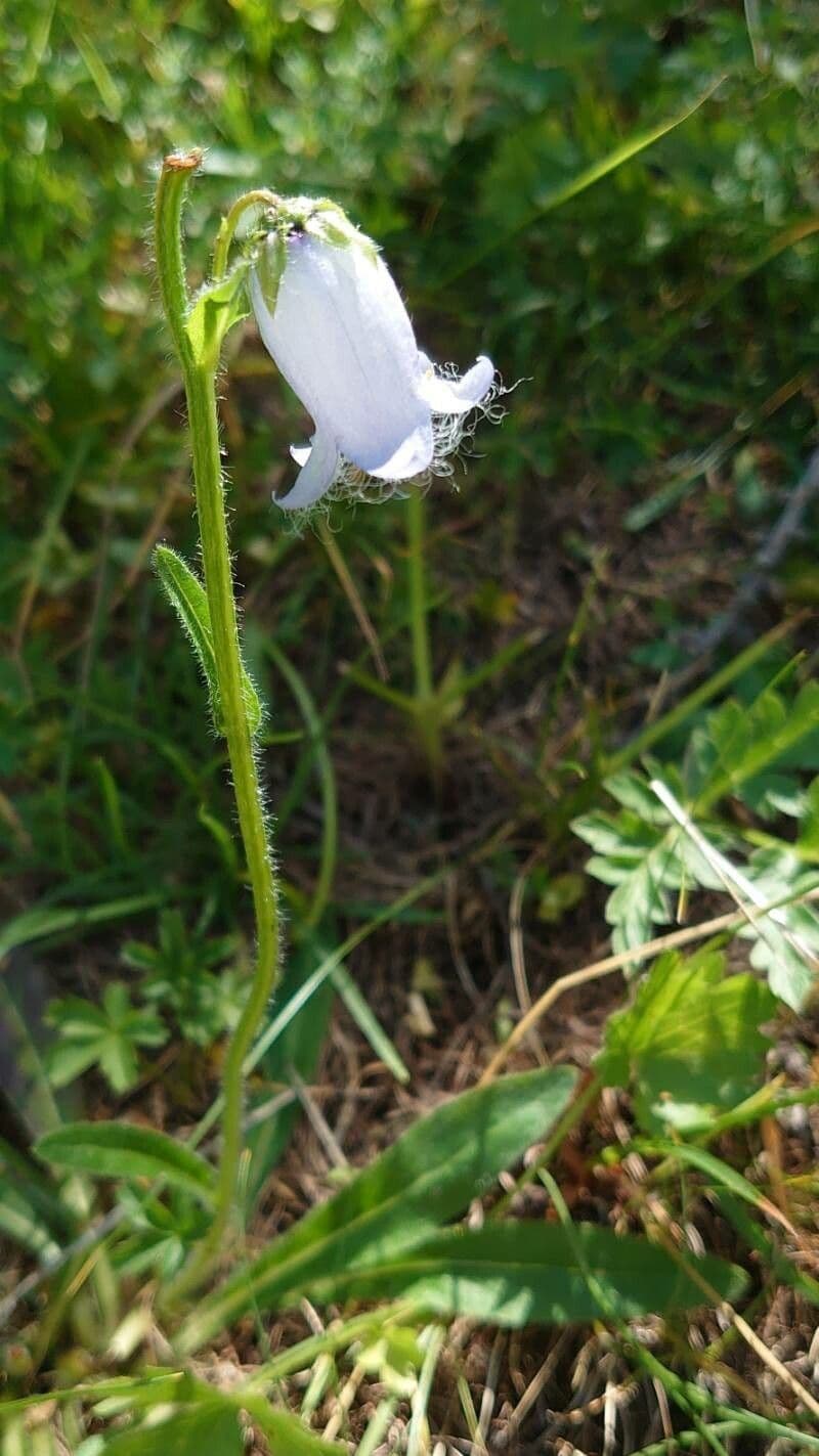 Campanula barbata 14