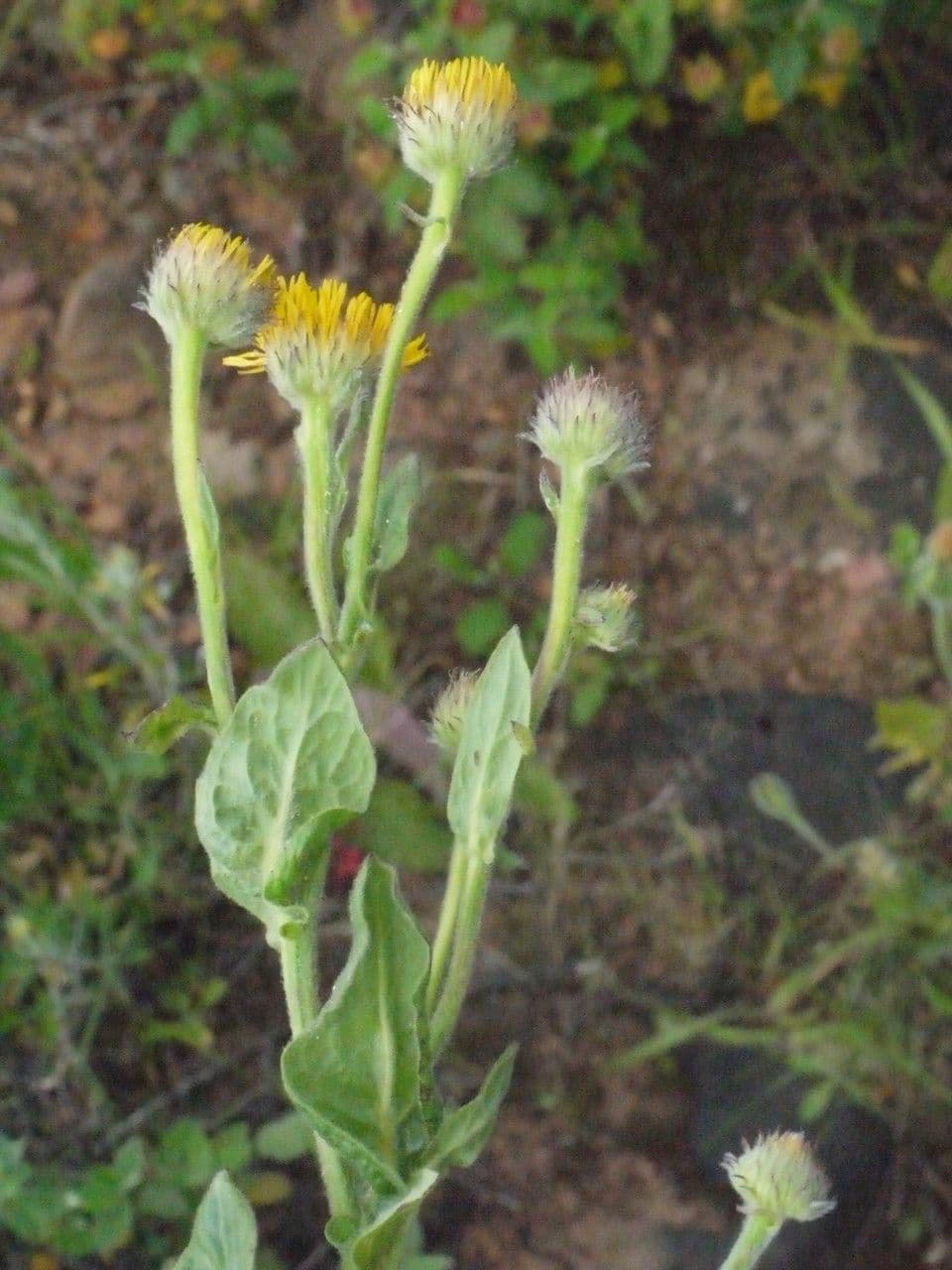 Pulicaria odora 25