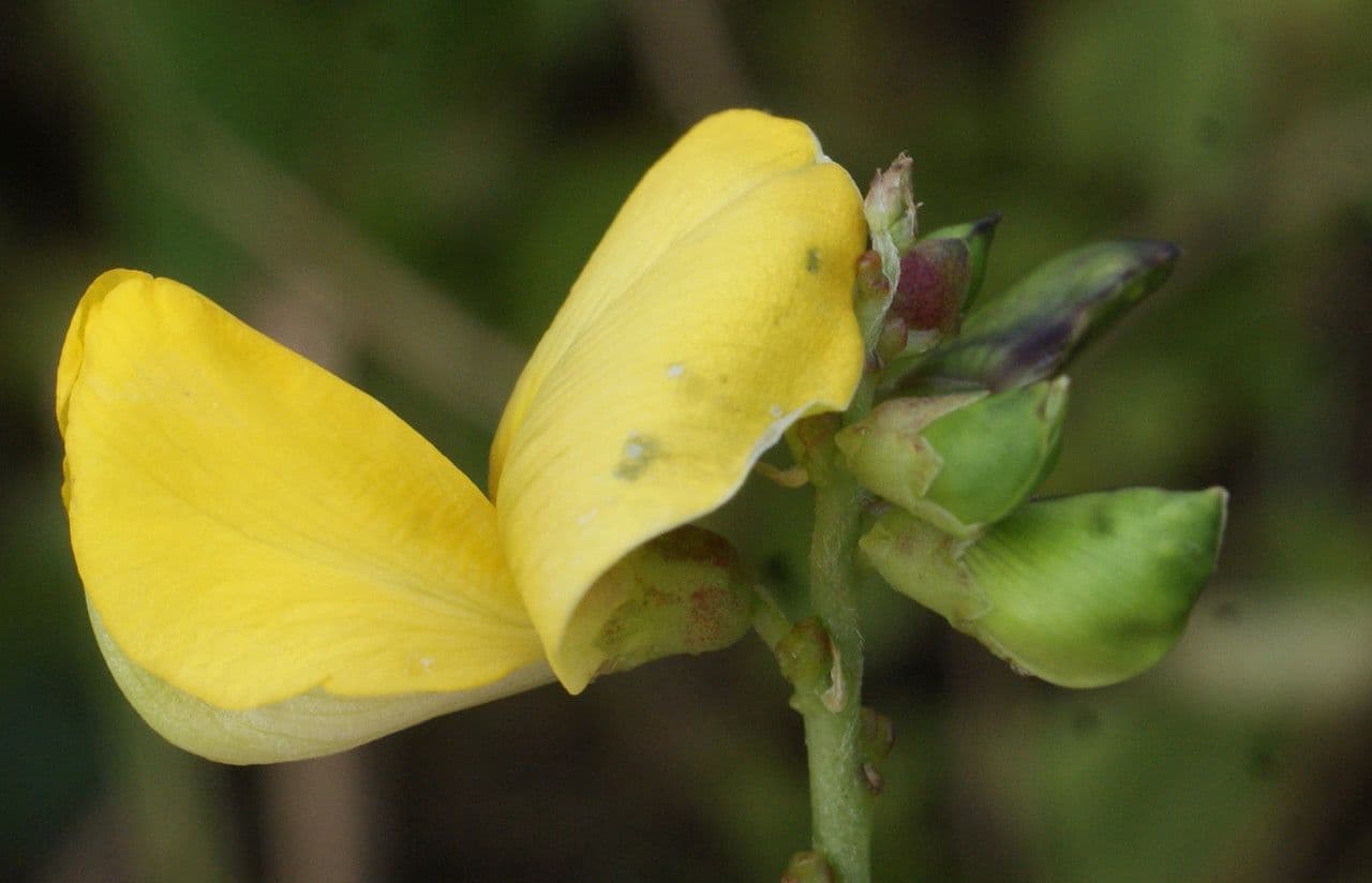 Vigna luteola 6