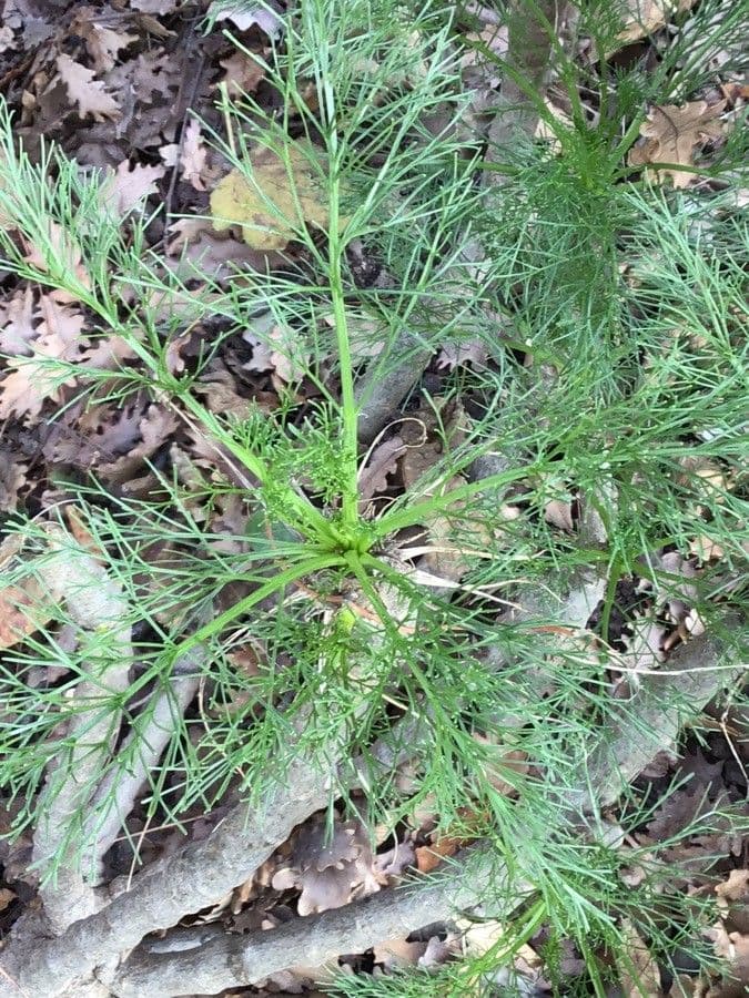 Coreopsis gigantea 6