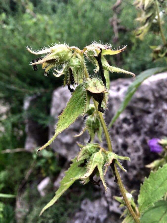 Nesselblättrige Glockenblume 4