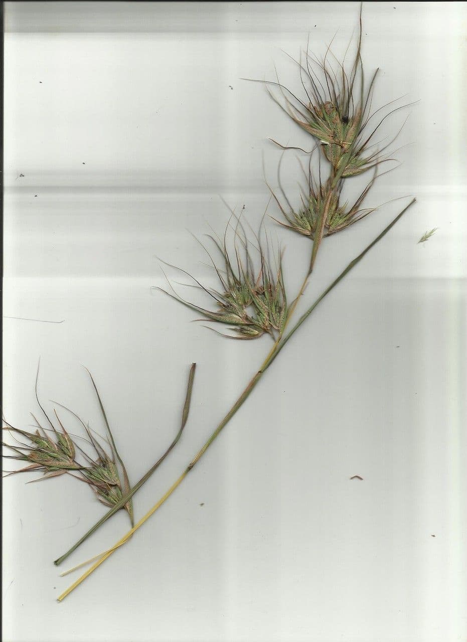 Temeda 27