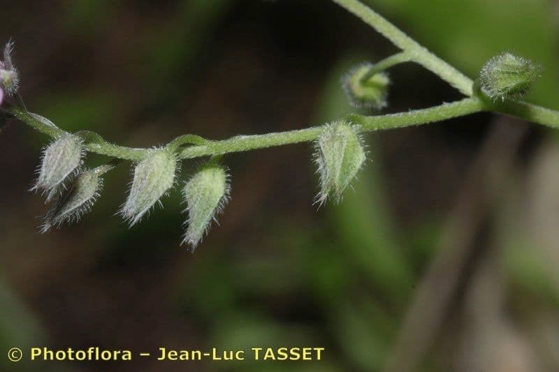 Myosotis décombant 19