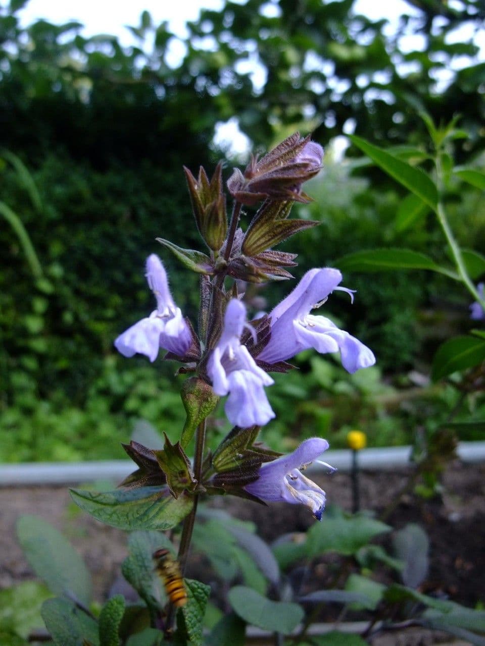 Salvia purpurea 3
