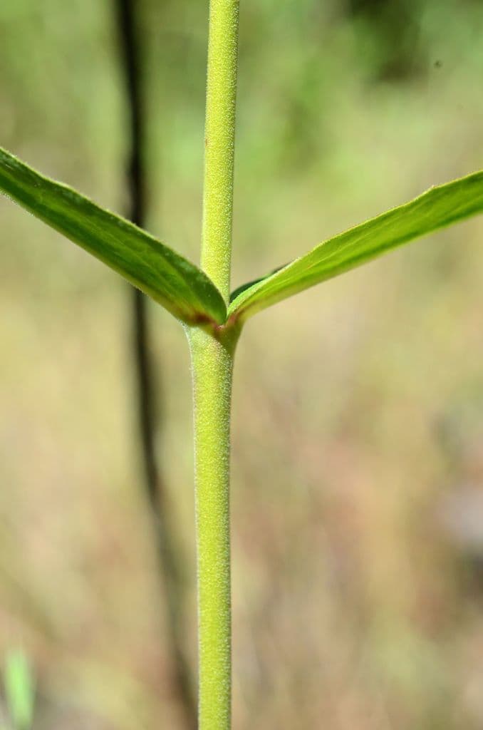 Penstemon 12