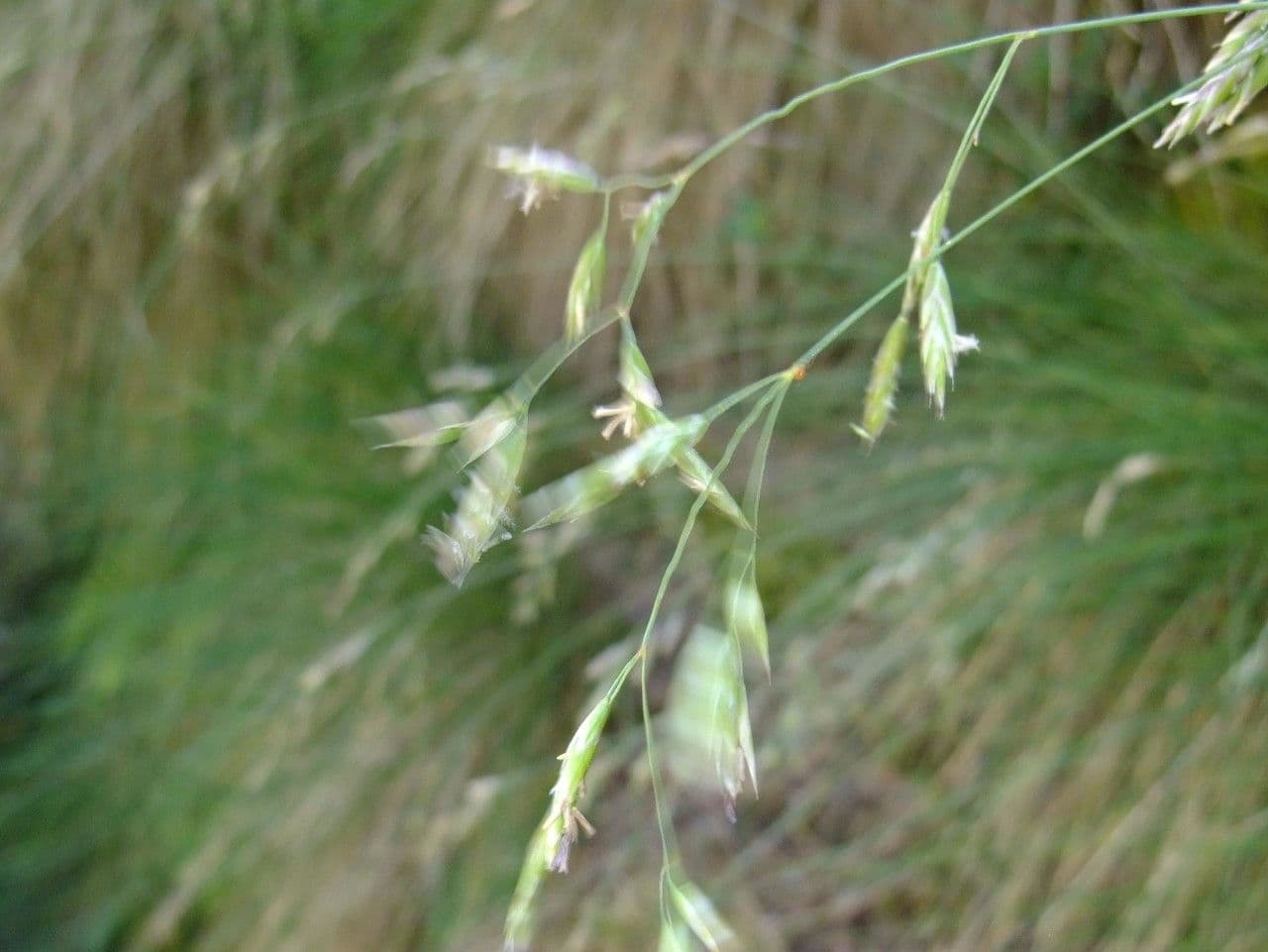 Festuca varia 2