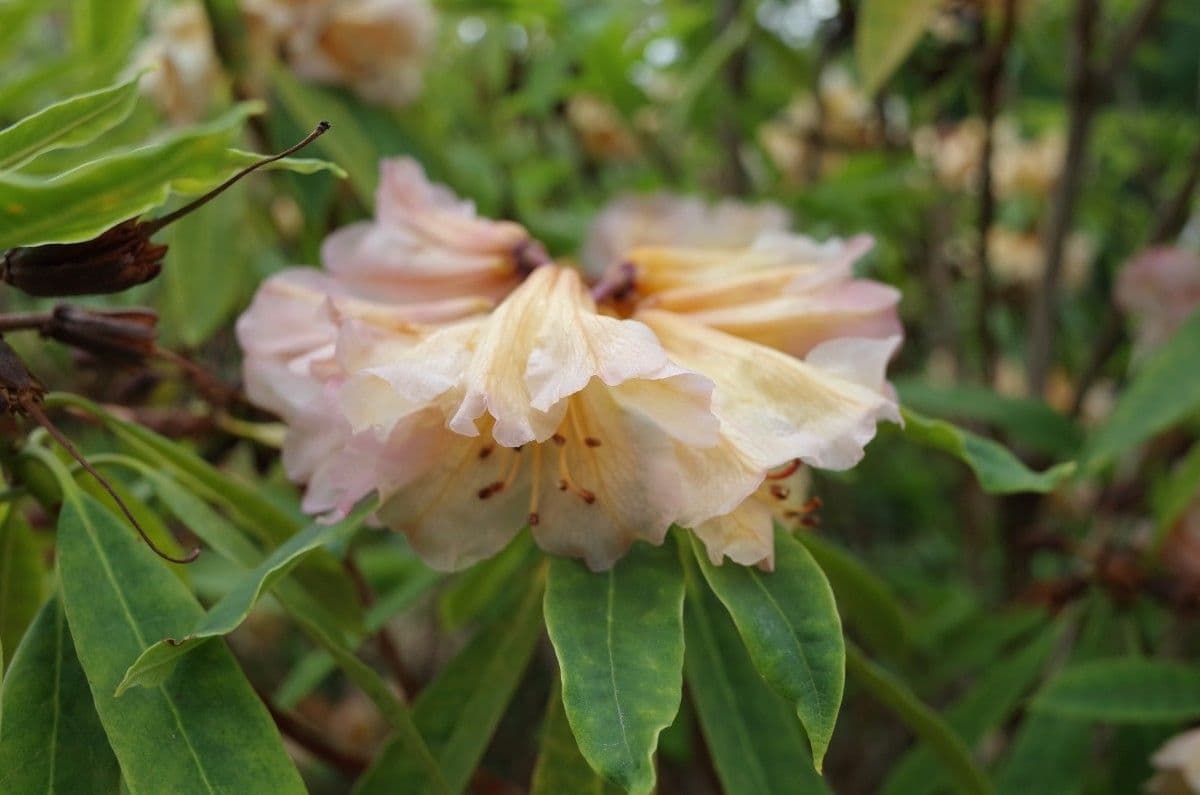 Różanecznik irroratum 2