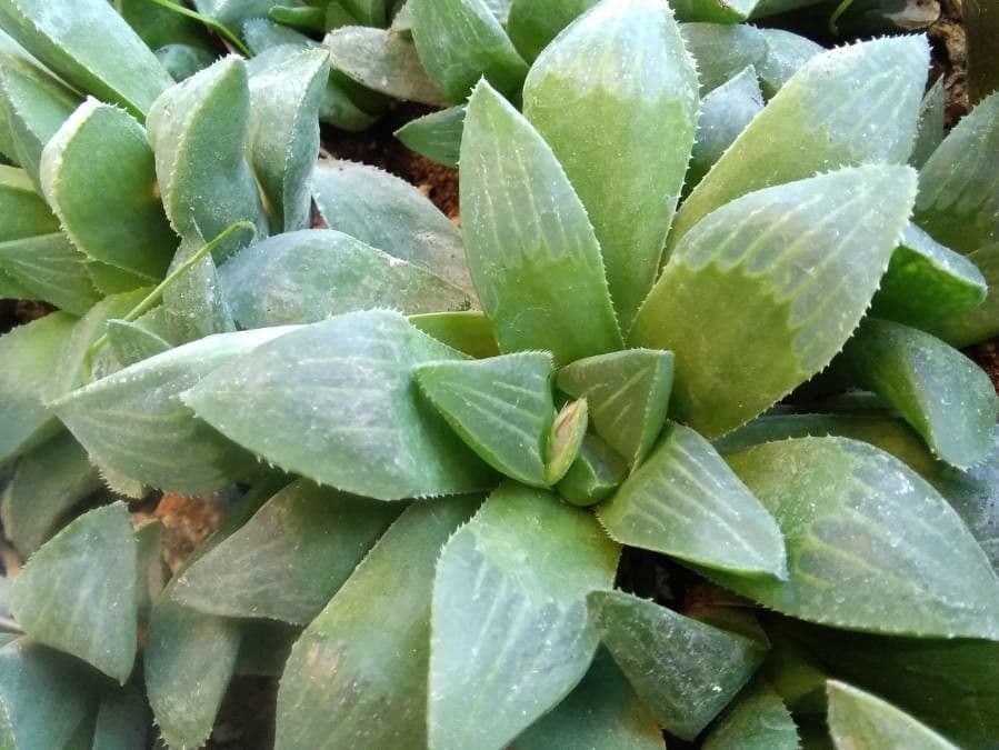 Hawortia 12
