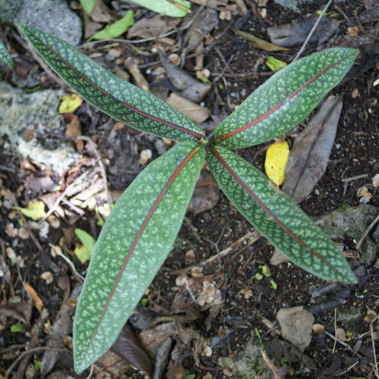 Coptosperma borbonicum 7