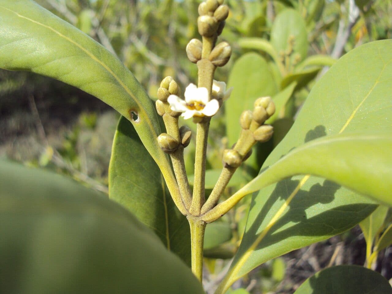 Avicennia schaueriana 3