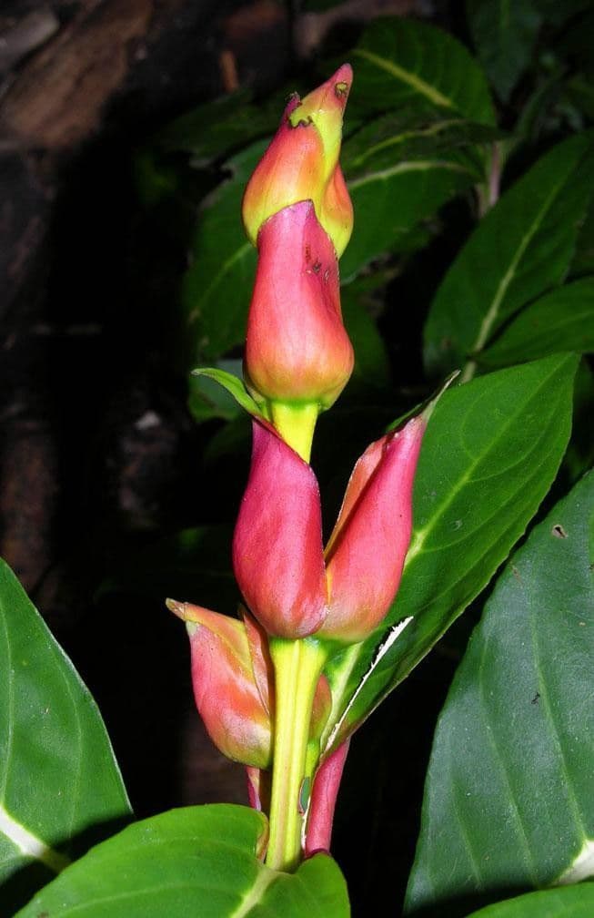 Kleinblättrige Sanchezia 3