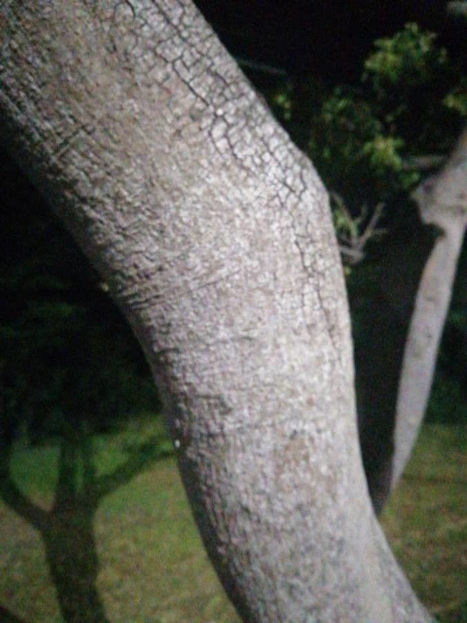 Albizia carbonaria 25