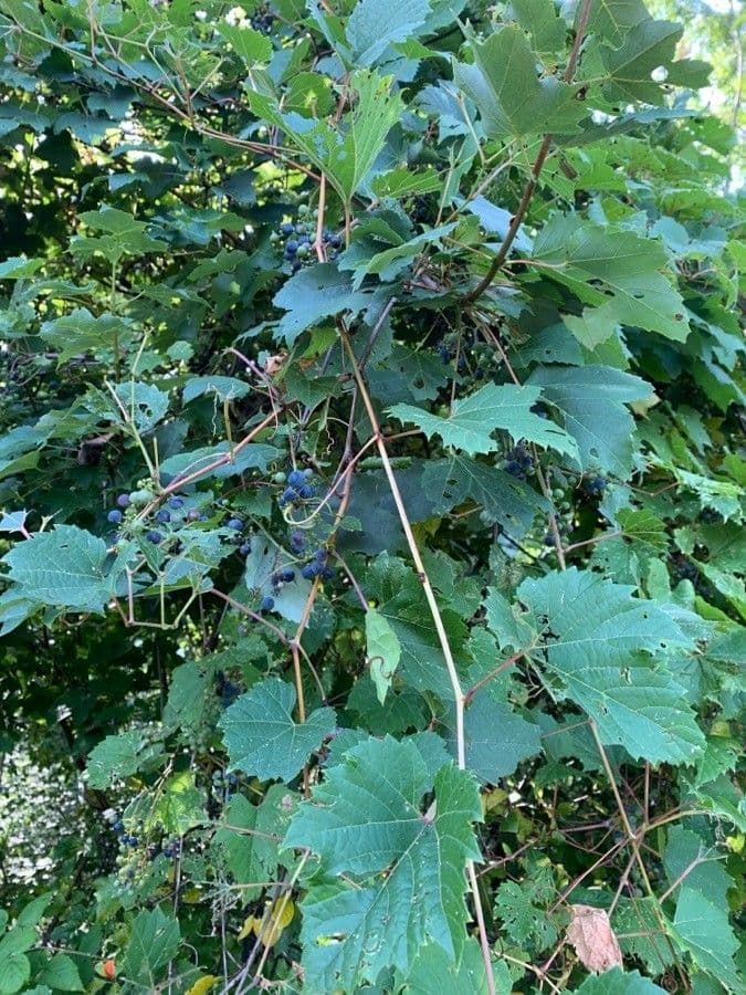 Vitis aestivalis 13