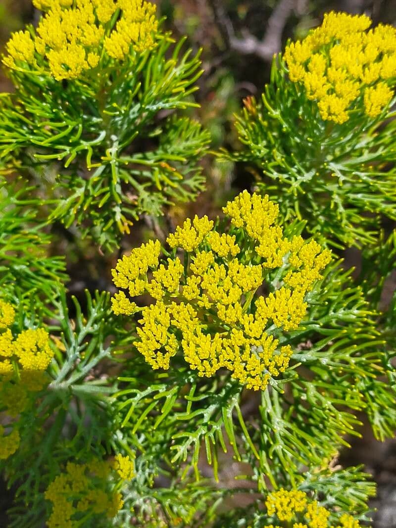 Phymaspermum