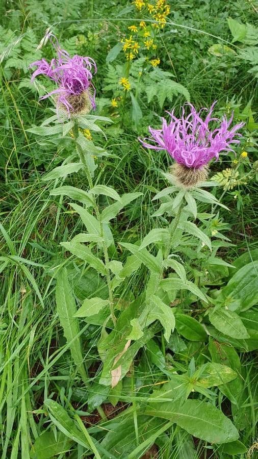 Centaurea nervée 17