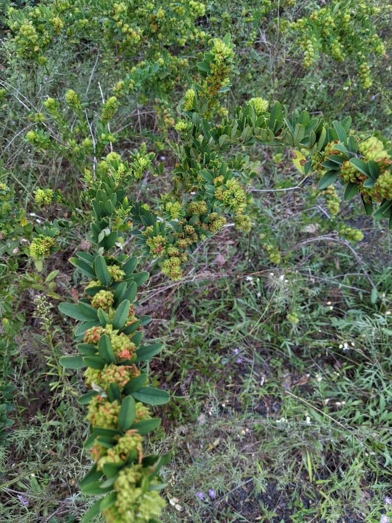 Lespedeza capitata 23