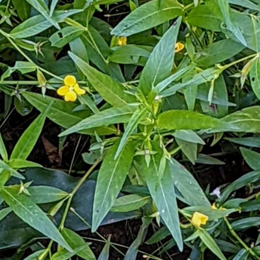 Ludwigia alternifolia 20