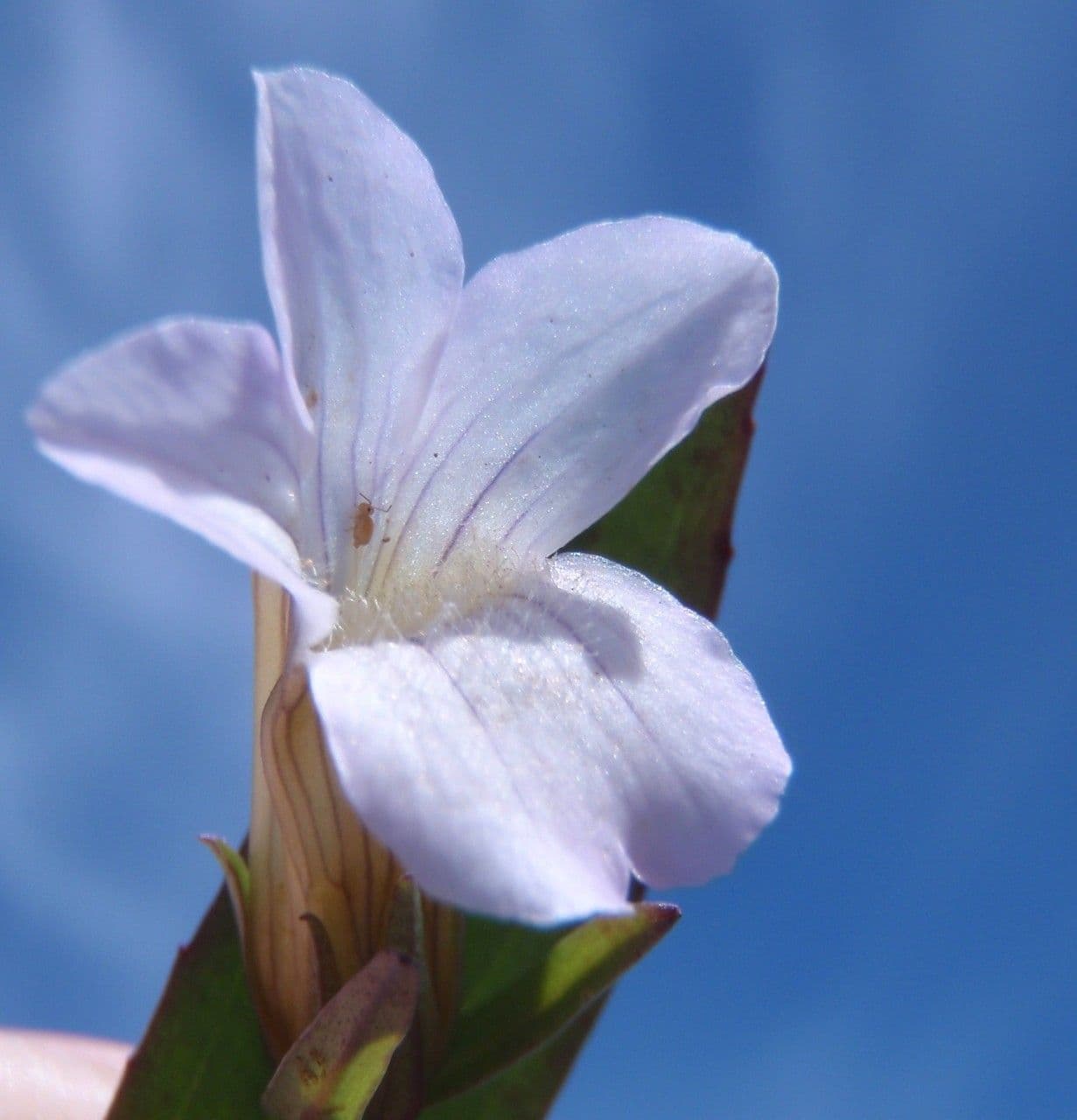 Graciola lekárska 2