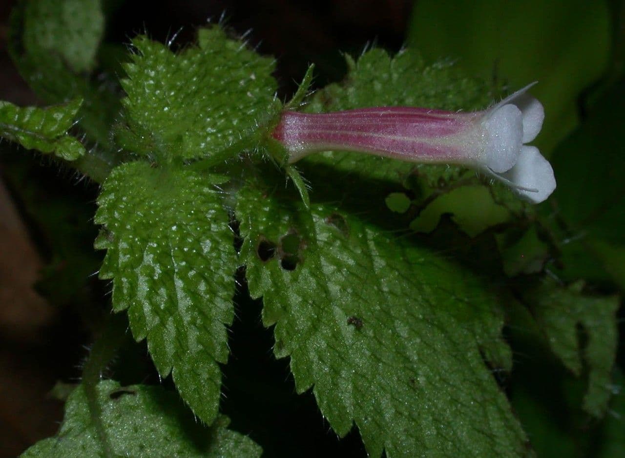 Diastema affine 8