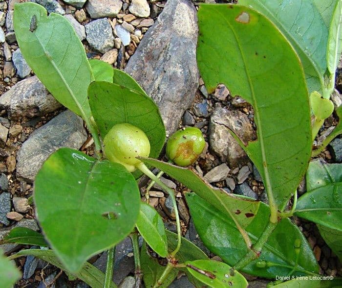 Psychotria 7