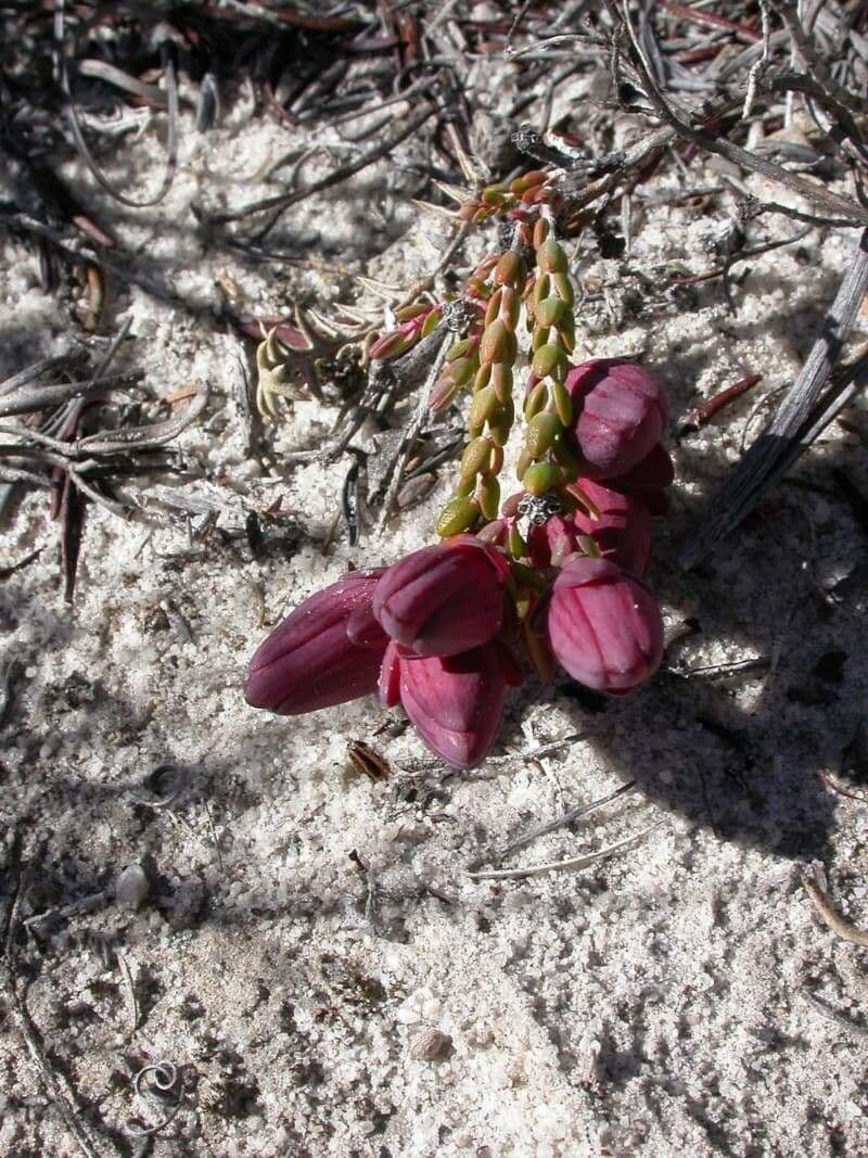 Darwinia