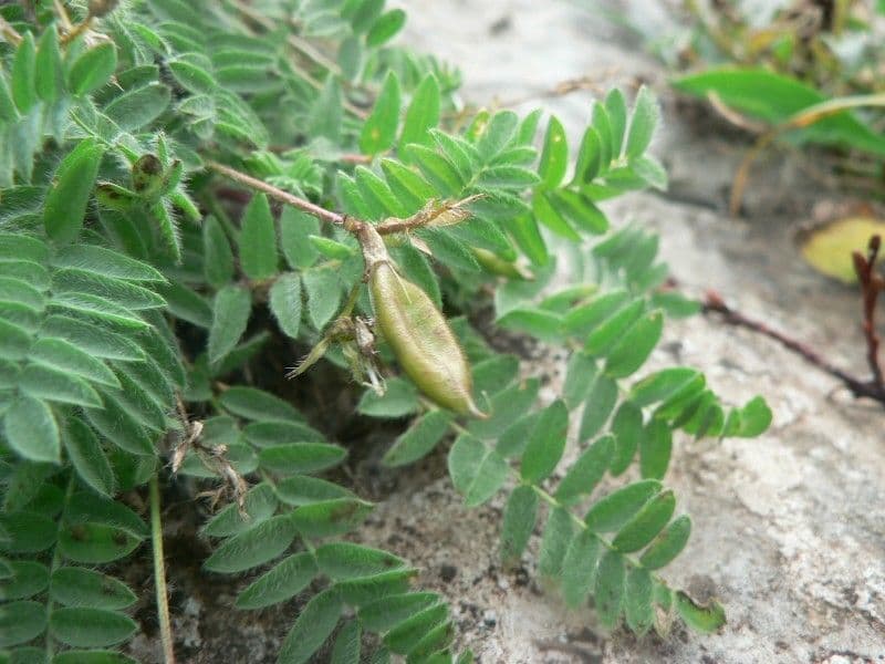 Oxitropis 5