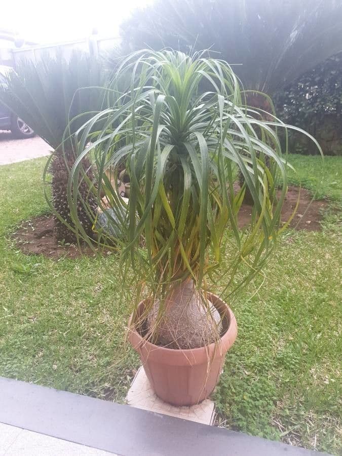 Beaucarnea 19