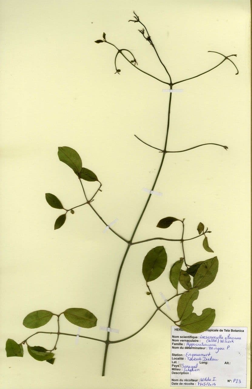 Loeseneriella africká