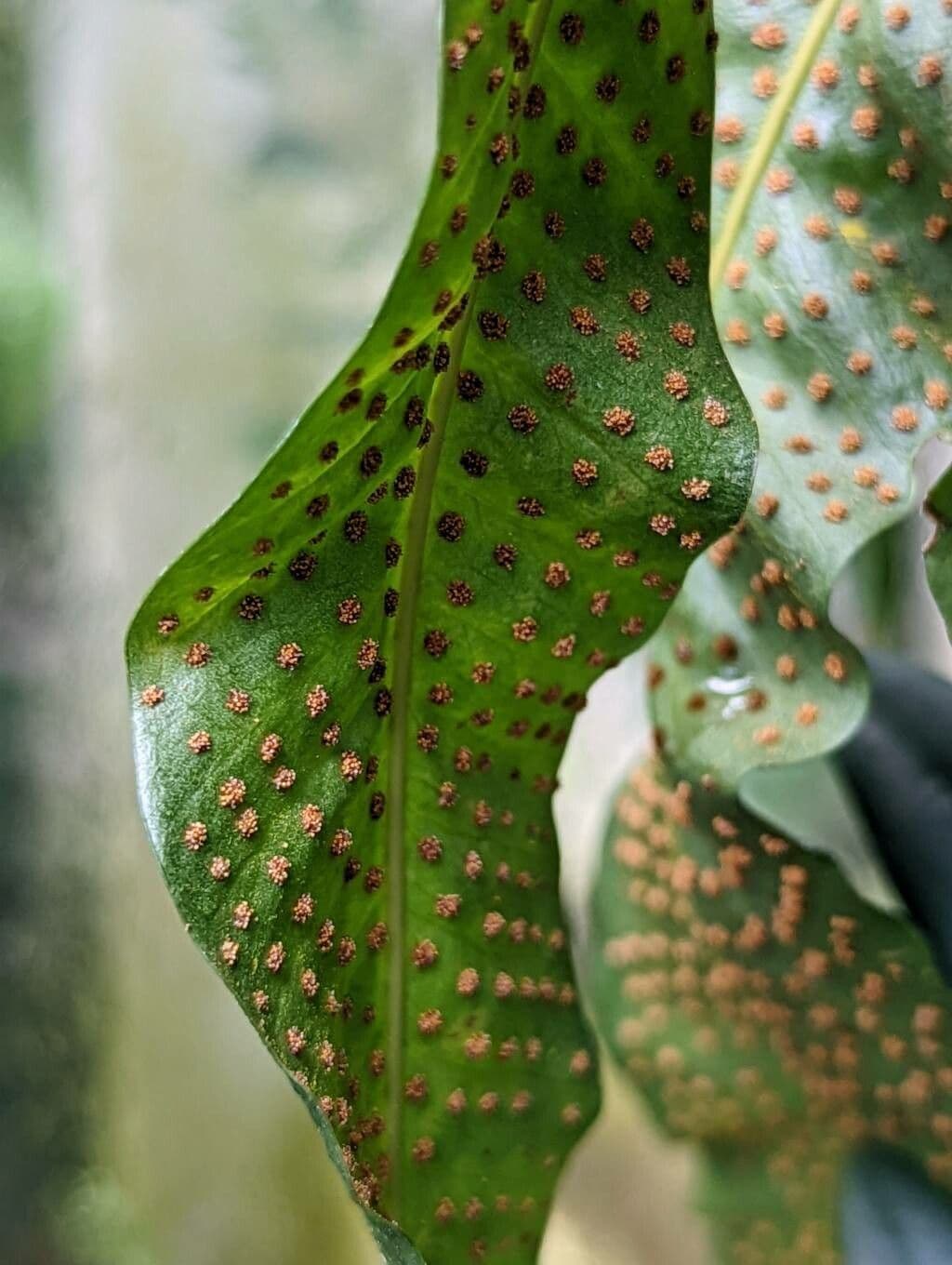 Campyloneurum