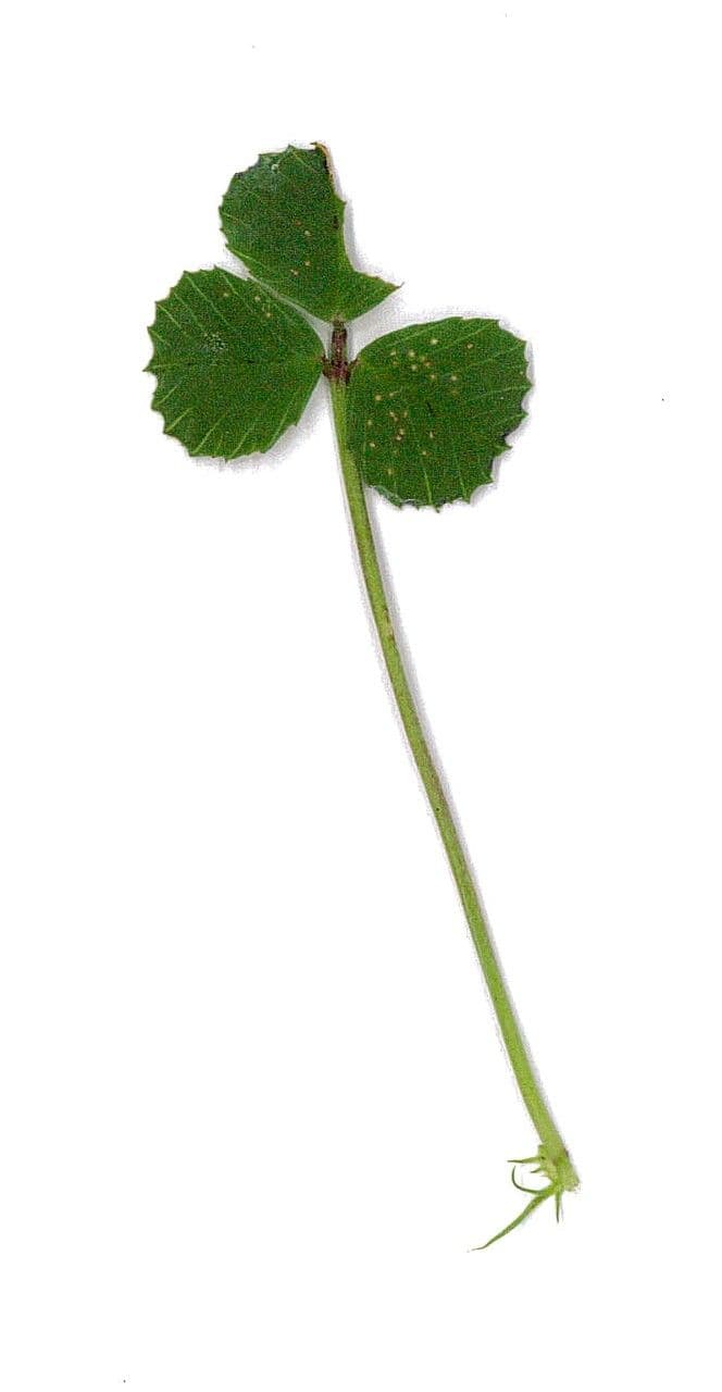 Erba medica orbicolare 29