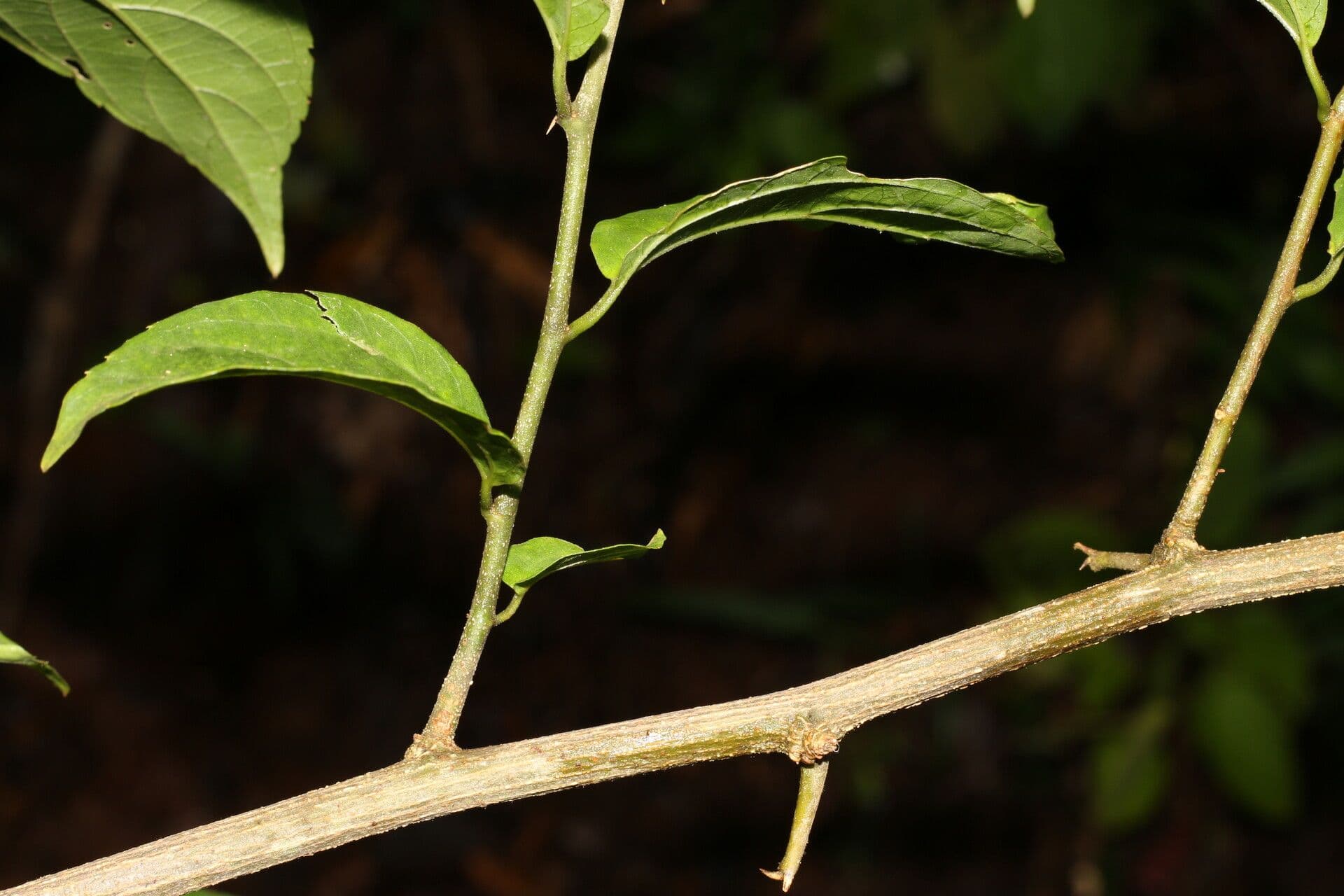 Celtis iguanaea 17