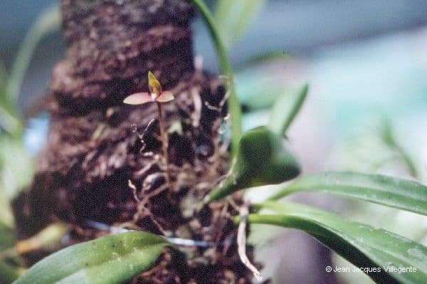 Bulbophyllum 12