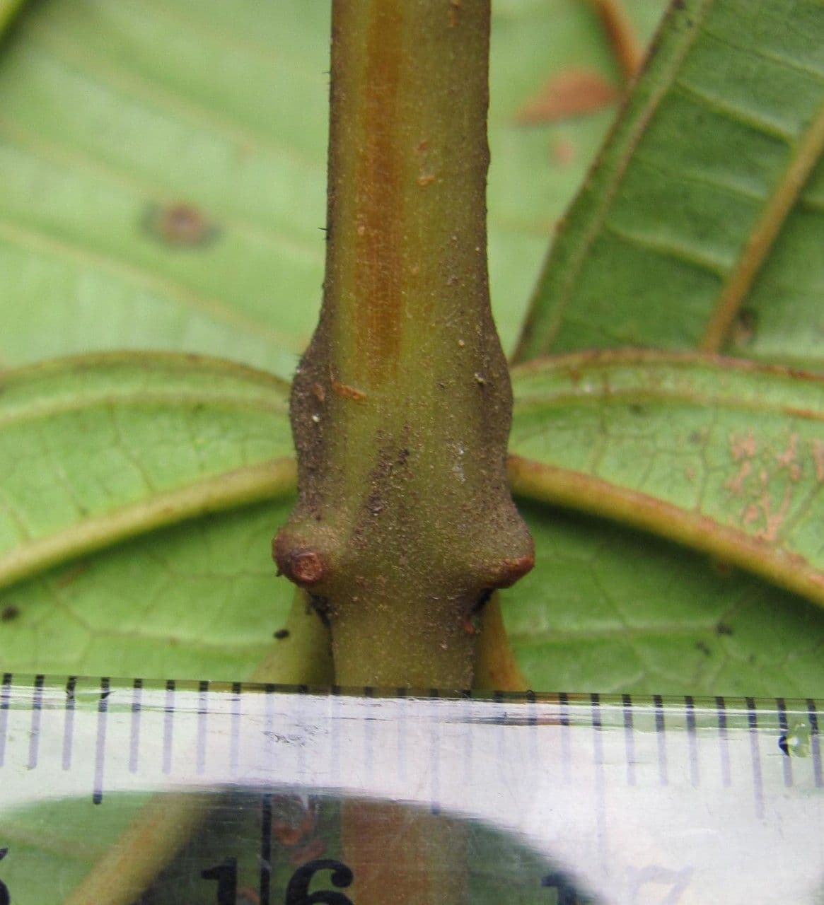 Miconia 9