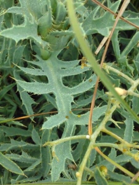 Sanftdistel 11