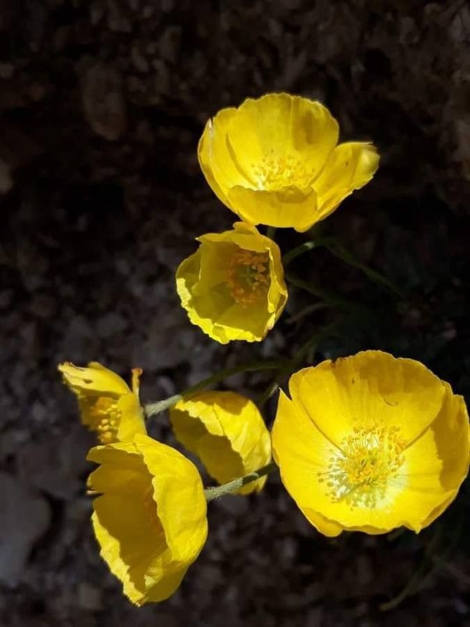 Ranunculus gramineus 8