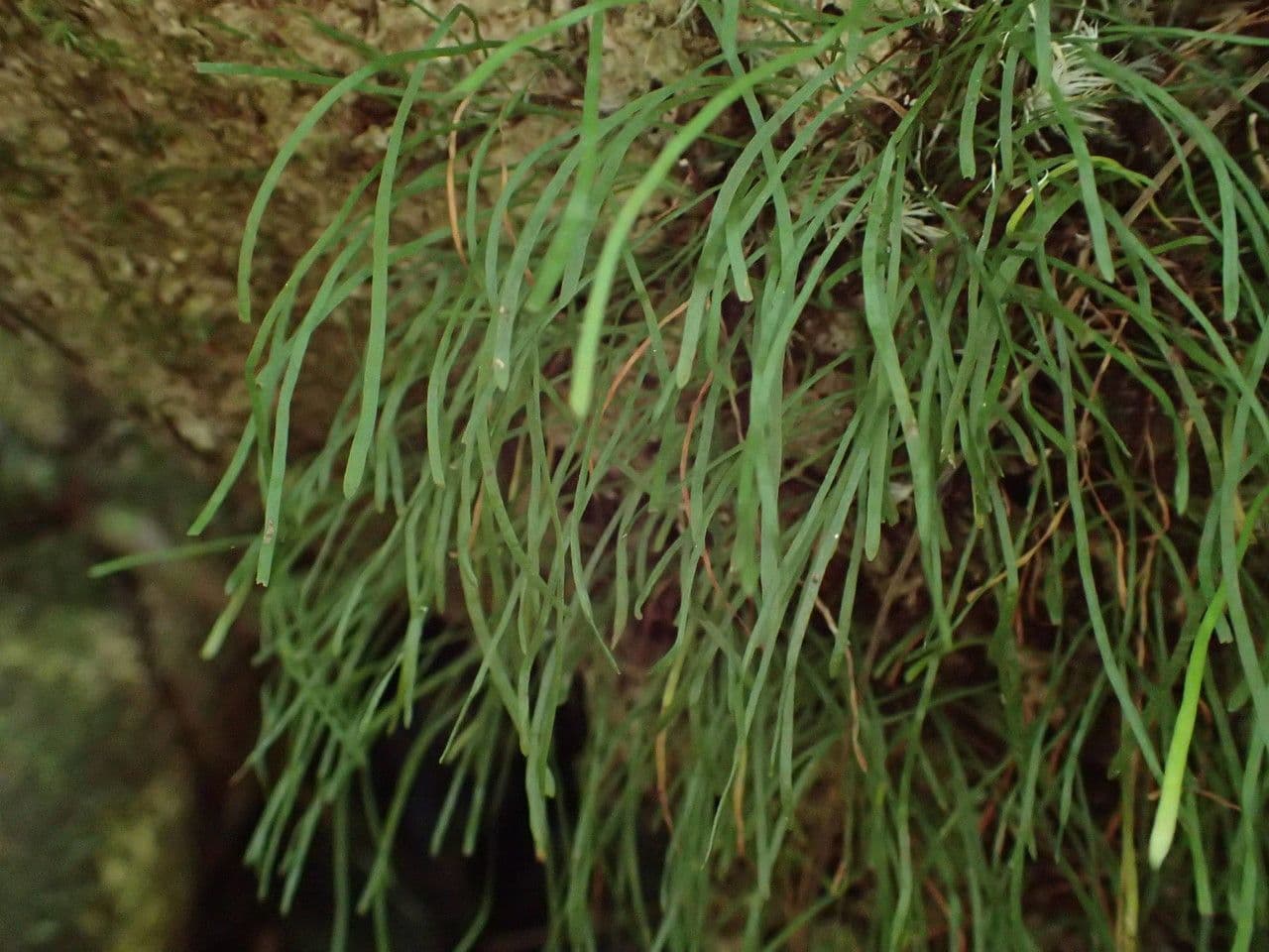 Haplopteris 4