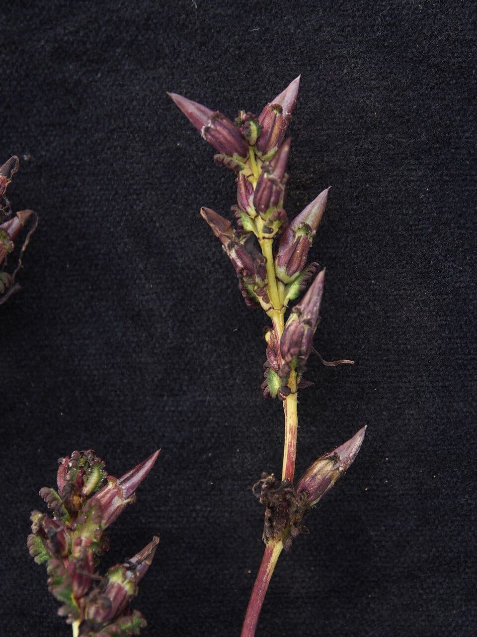 Pedicularis 2